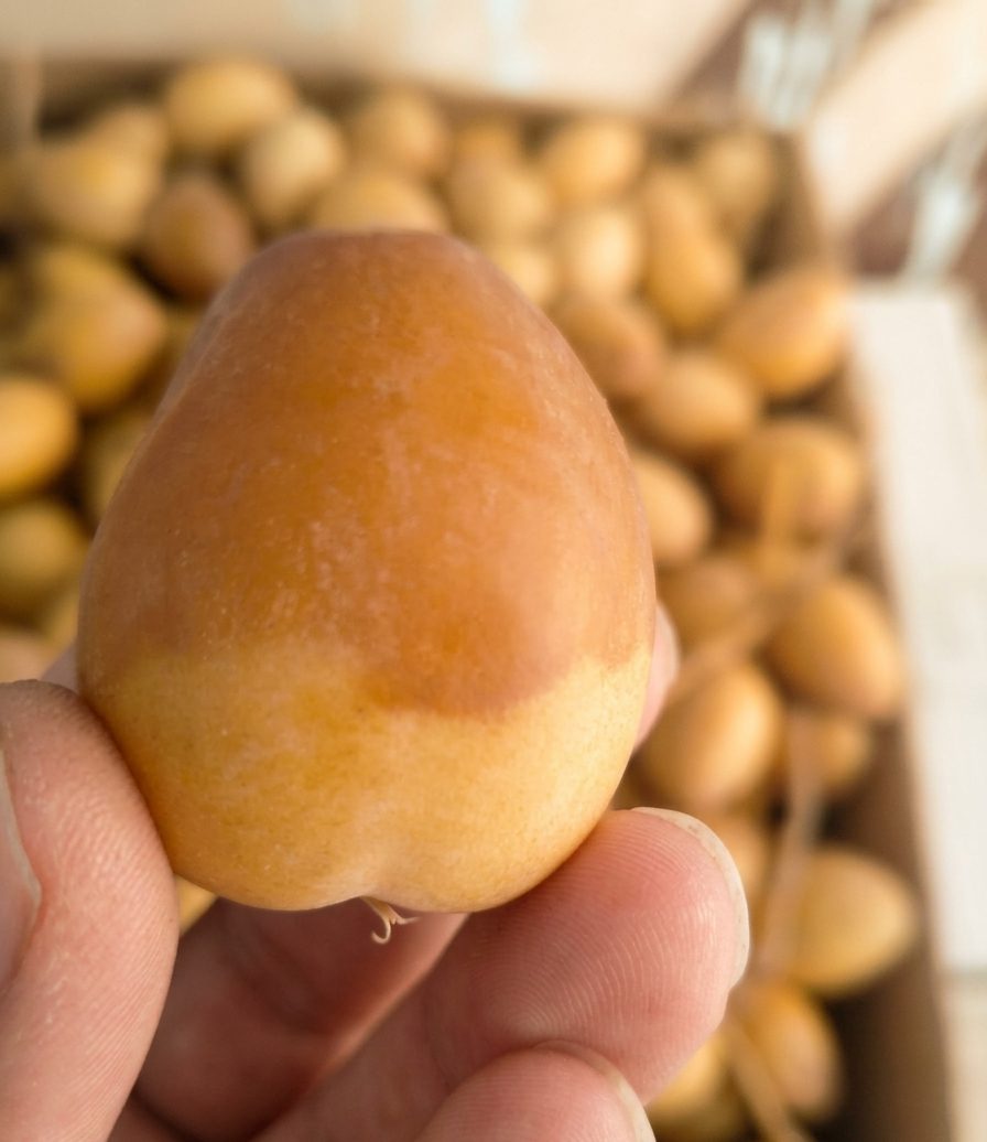 ثمار الجنة — مصغّرة 3
