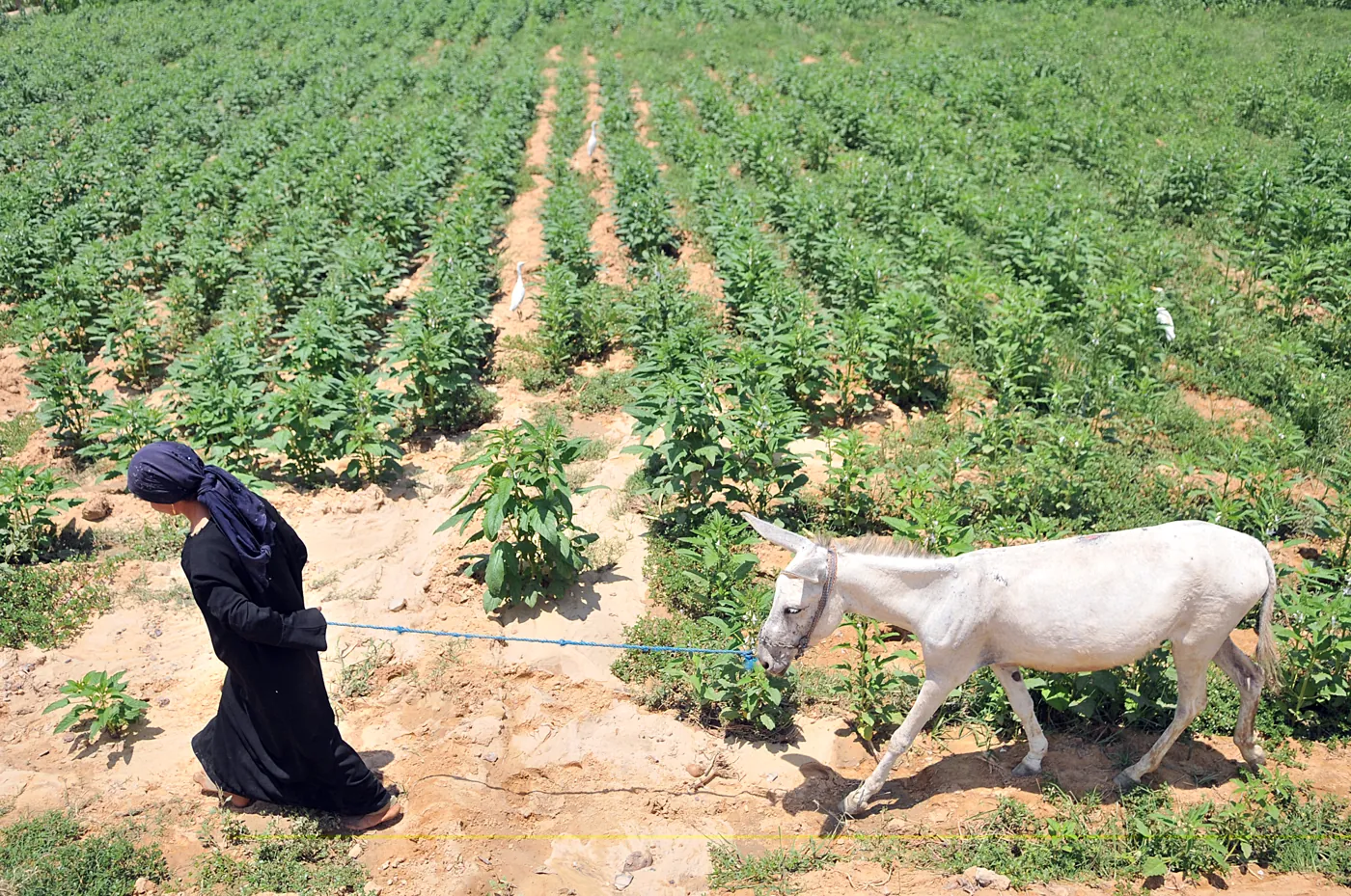 فلاحة تسحب حمارها في حقل بمدينة الصف عام 2009